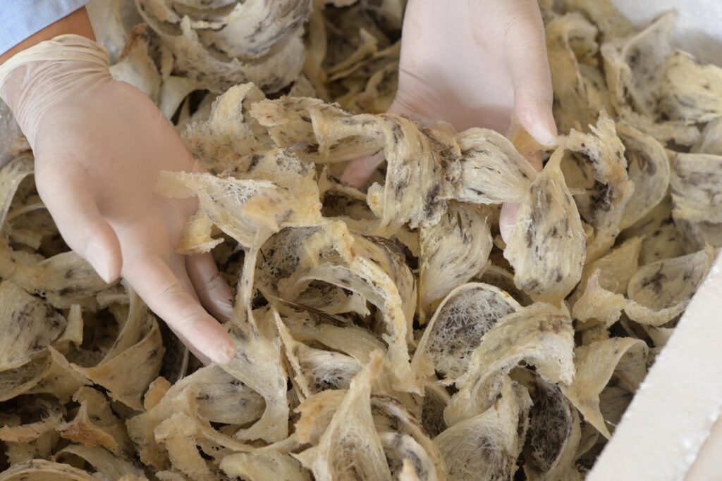 yến thô khánh hoà