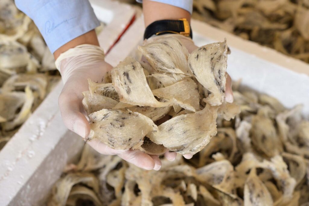 Tổ yến thô ít lông