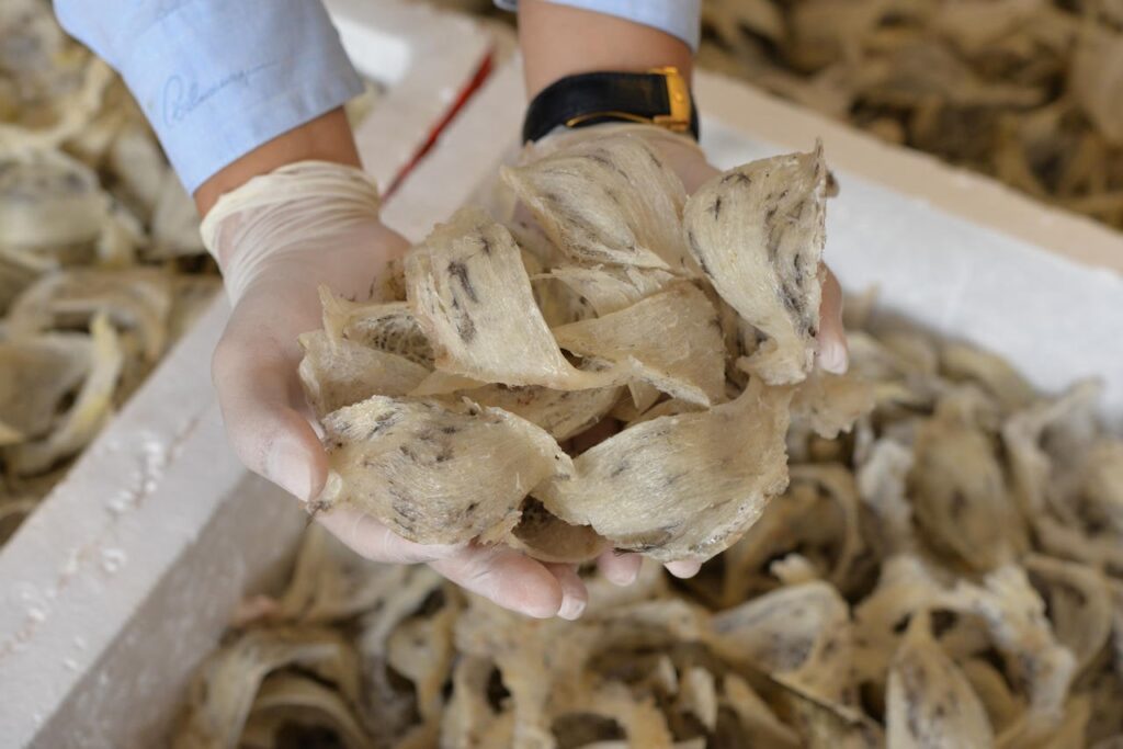 tổ yến thô nguyên tổ