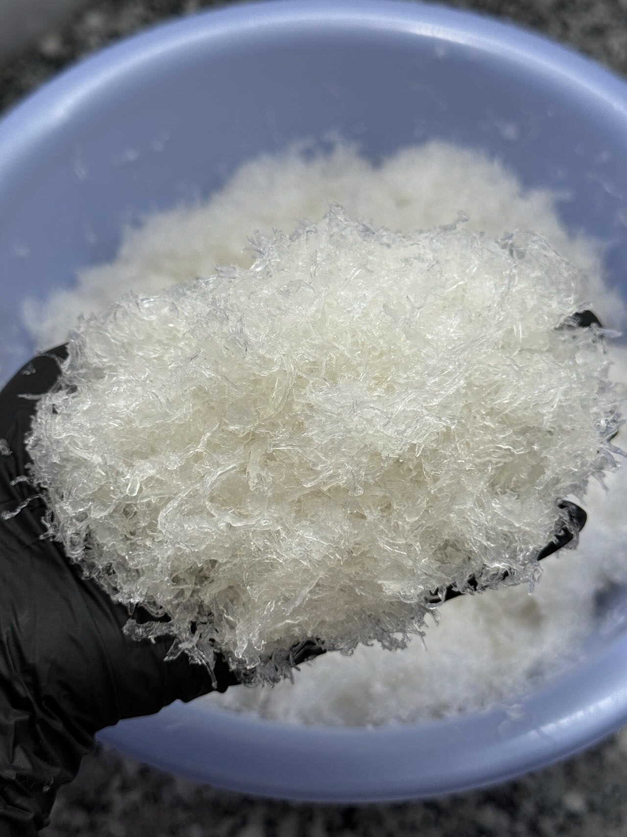 yến sởi ngắn nha trang