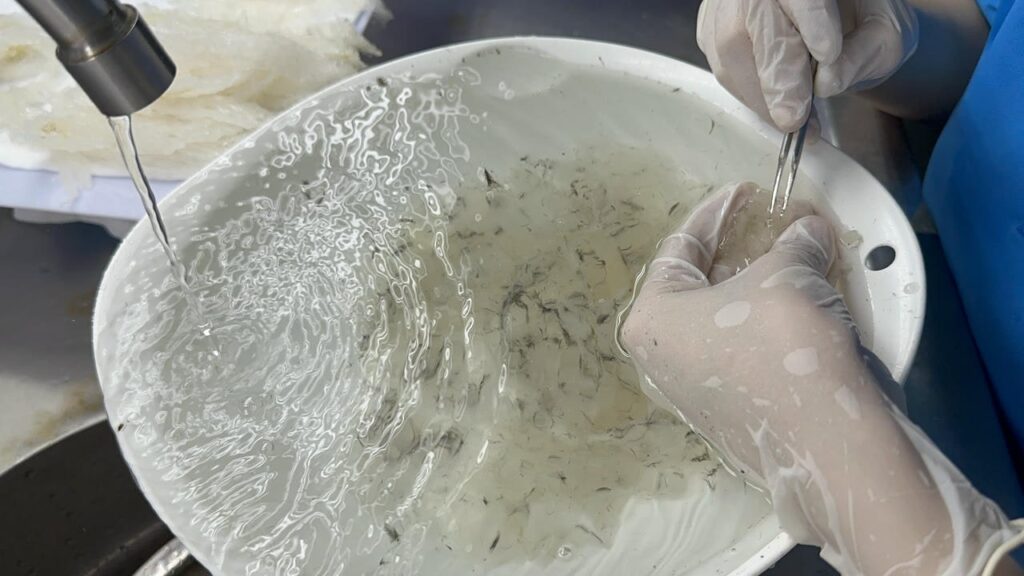 Yến sào tinh chế nha trang