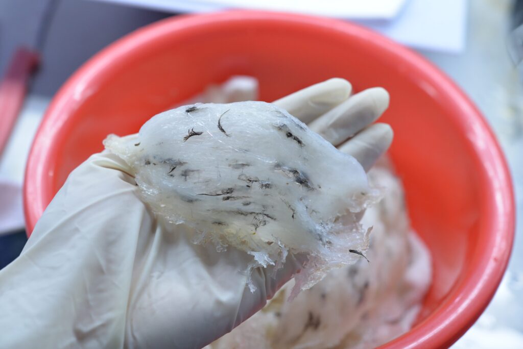 sơ chế tổ yến thô ít lông