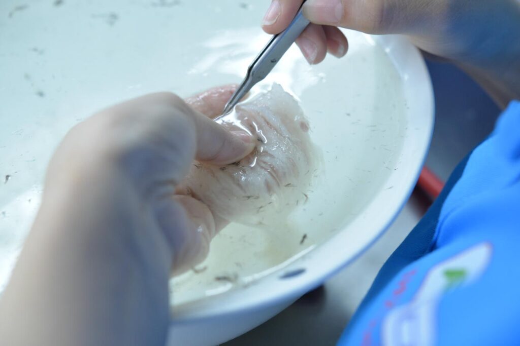 thợ nhặn lông yến